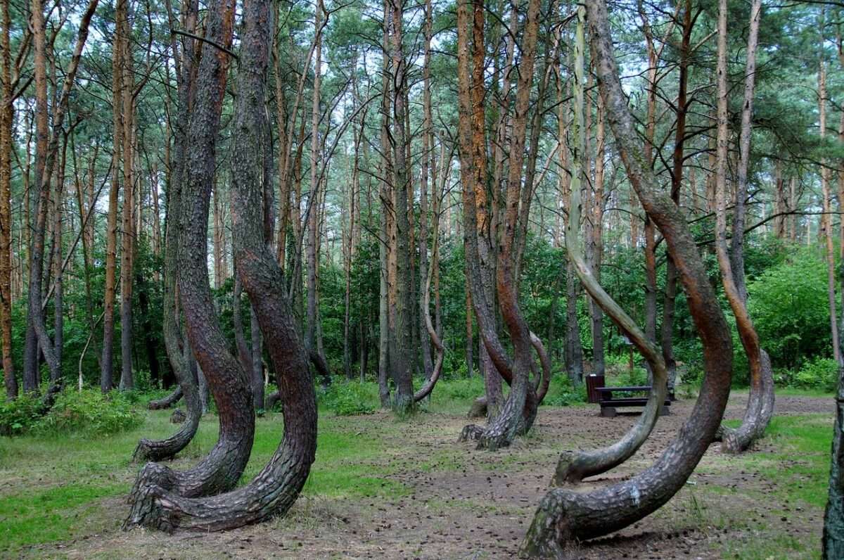 A path within the Crooked Forest