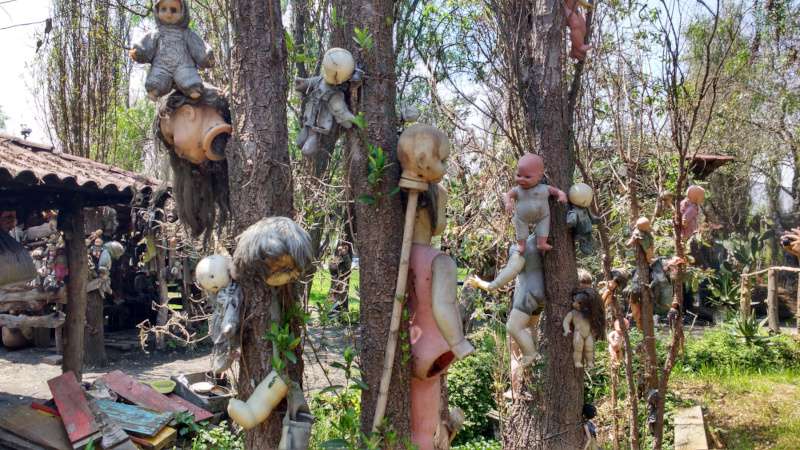 Creepy dolls hang from eh trees on the Island of the Dolls (La Isla de las Muñecas)