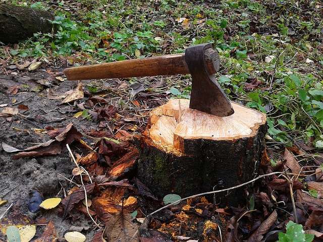 An axe sits lodged in a stump