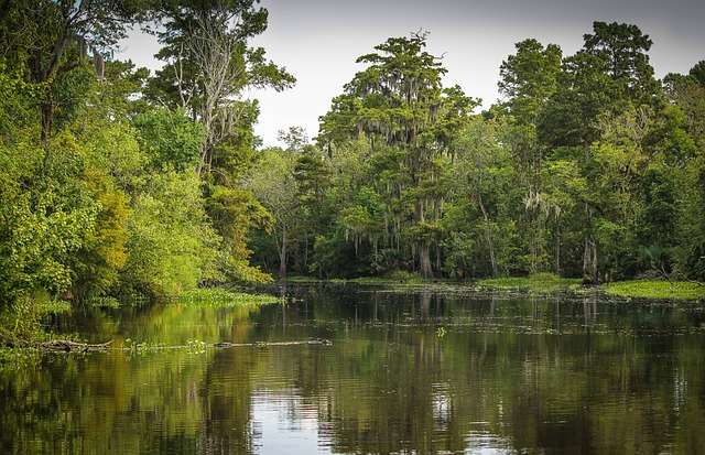 A view from the bank of the bayou swamp