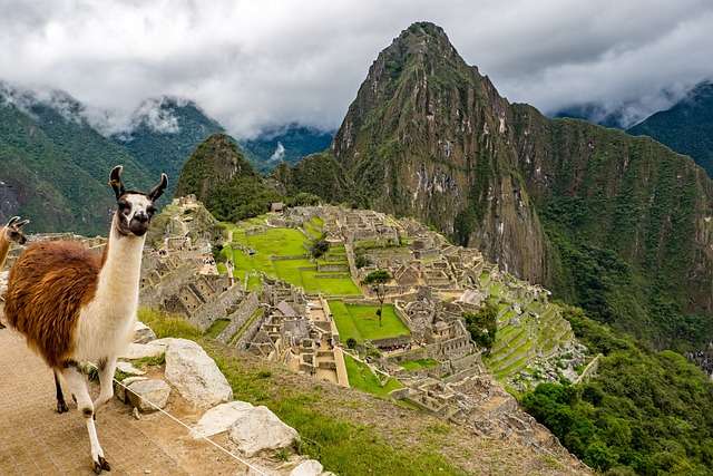 An alpaca enjoys the view from a Machu Picchu overlook