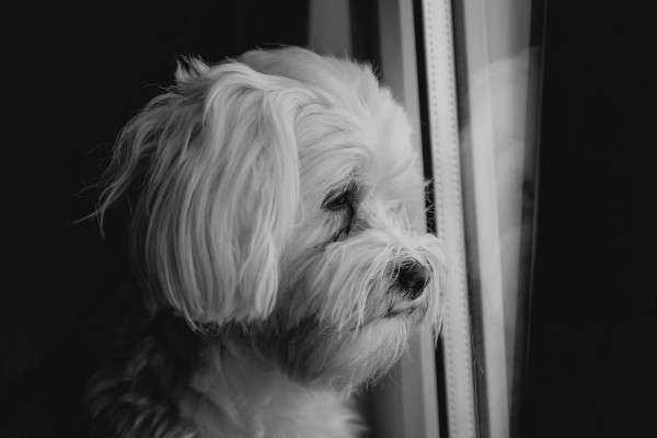 Sad dog looks out window