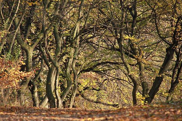 Hoia Baciu forest taken by Cristian Bortes