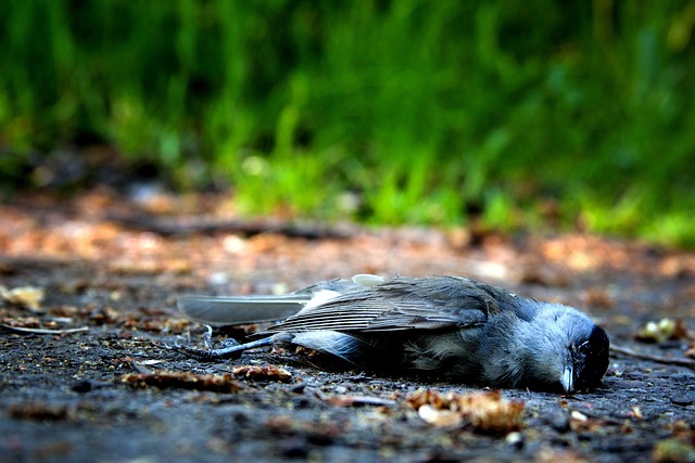 A dead bird in the street